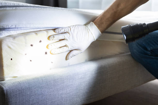 Best Insect Control  in Century, FL